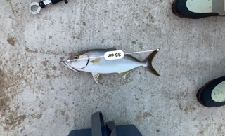 ライトショアジギング