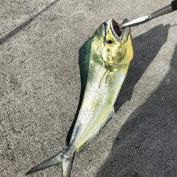 アオリイカ新子とシーラ