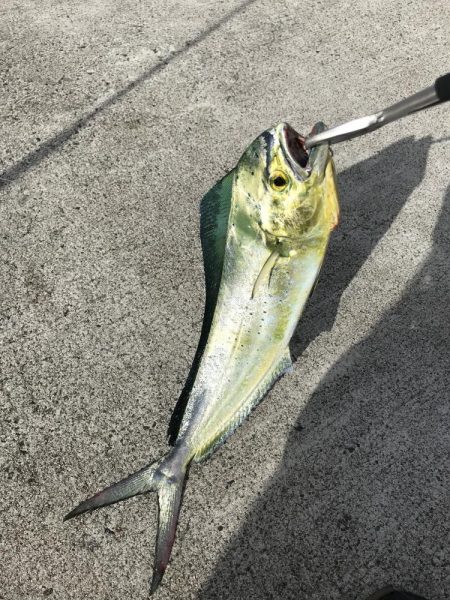 アオリイカ新子とシーラ