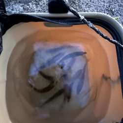 雨上がりのサビキ