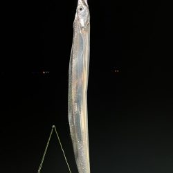 自作ルアーで太刀魚