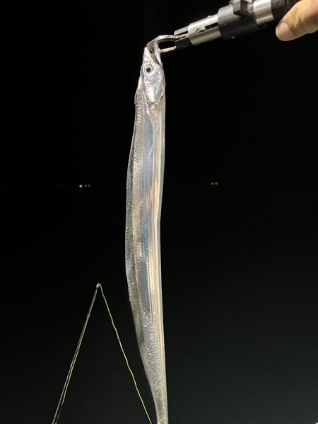 自作ルアーで太刀魚