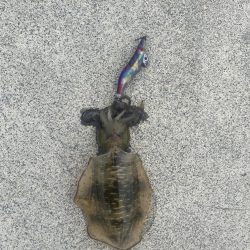 今年初エギング