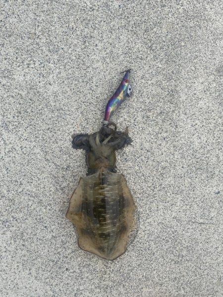 今年初エギング