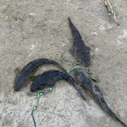 宮津アオリ&マゴチ