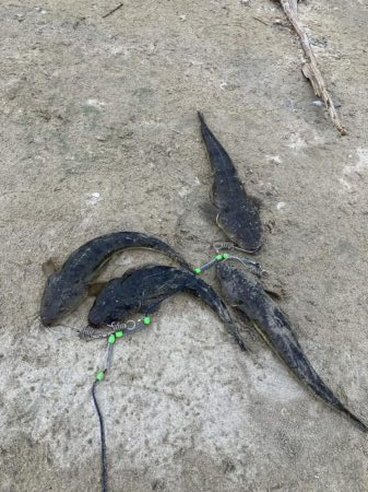 宮津アオリ&マゴチ