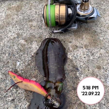 エギング夕まづめ