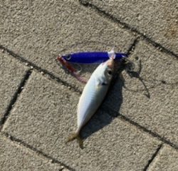 大阪南港ブリゲーム開幕