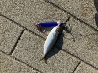 大阪南港ブリゲーム開幕