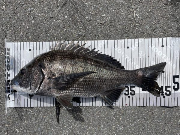 イチノ兄弟、釣果!