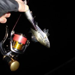 やはり見えている魚は釣れない…