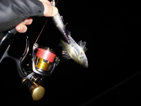 やはり見えている魚は釣れない…