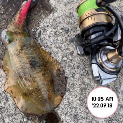 エギング堤防朝まづめ