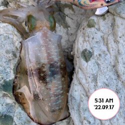 エギング朝まづめ