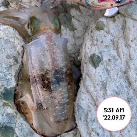 エギング朝まづめ