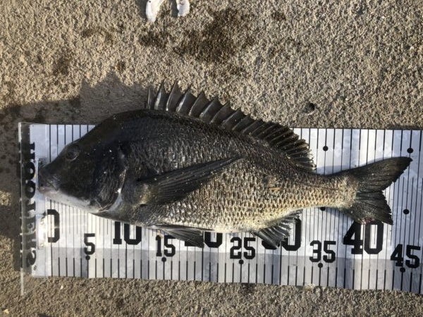 イチノ兄弟、釣果！