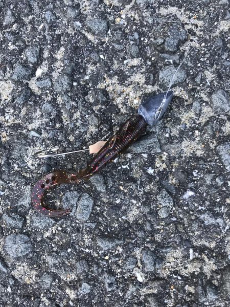 朝の太刀魚ラッシュ