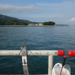 うっかり青物ゲット