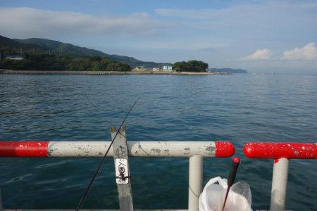 うっかり青物ゲット