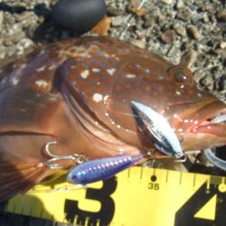 青物は不発でしたが