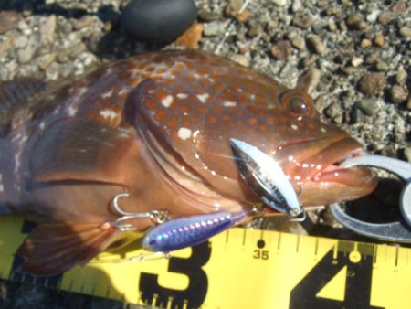 青物は不発でしたが