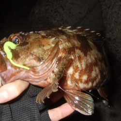 太刀魚不発で…