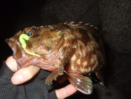 太刀魚不発で…