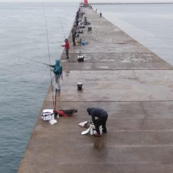 雨の播磨新島釣行