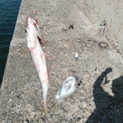 昼から釣行しました