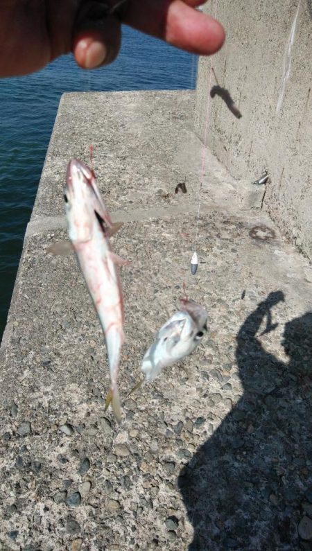 昼から釣行しました