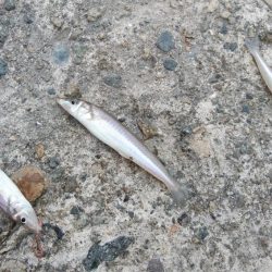 シーズン39回目の播磨新島釣行