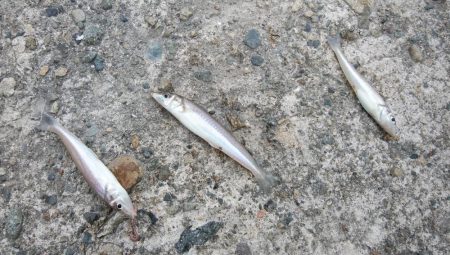 シーズン39回目の播磨新島釣行