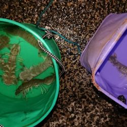 シャコエビ増殖中