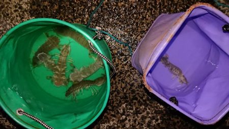 シャコエビ増殖中