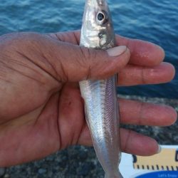活性が上がり始めた播磨新島のキス