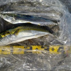 サゴシとハマチ