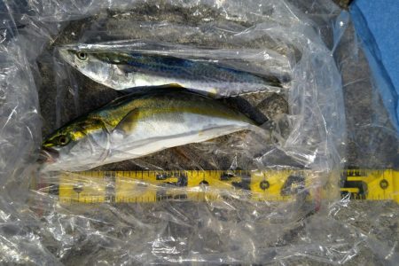 サゴシとハマチ