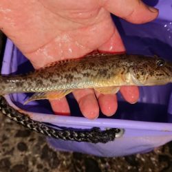 月の明かりが強すぎて