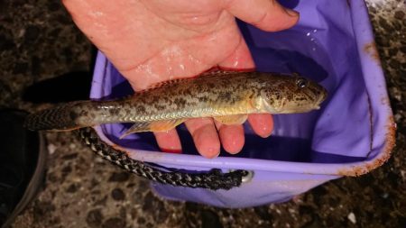 月の明かりが強すぎて