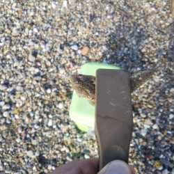 ちょい投げ7目釣り