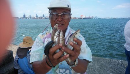 良型キスが釣れ始めました