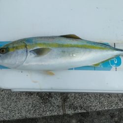 のませでハマチ4本 チヌ1枚