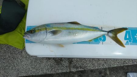 のませでハマチ4本 チヌ1枚