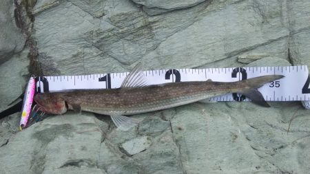 秋の青物狙いpart 1