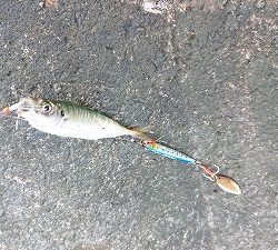 シーバサーinエギンガー