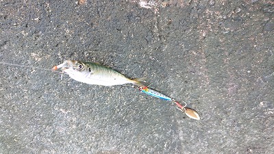 シーバサーinエギンガー