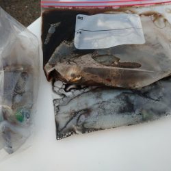 秋アオリイカエギング