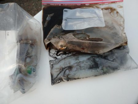 秋アオリイカエギング