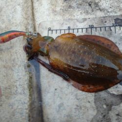 手漕ぎボートエギング