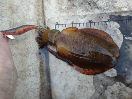 手漕ぎボートエギング